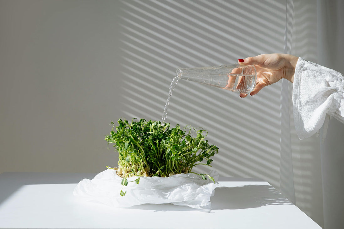 Grow Your Own Microgreens